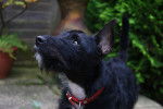Photo Patterdale Terrier