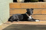 Un Patterdale Terrier allongé sur un plancher et portant un collier autour du cou