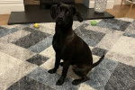 Un Patterdale Terrier assis sur un tapis 