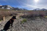 Un Patterdale Terrier assis sur des gravillons et portant un harnais 