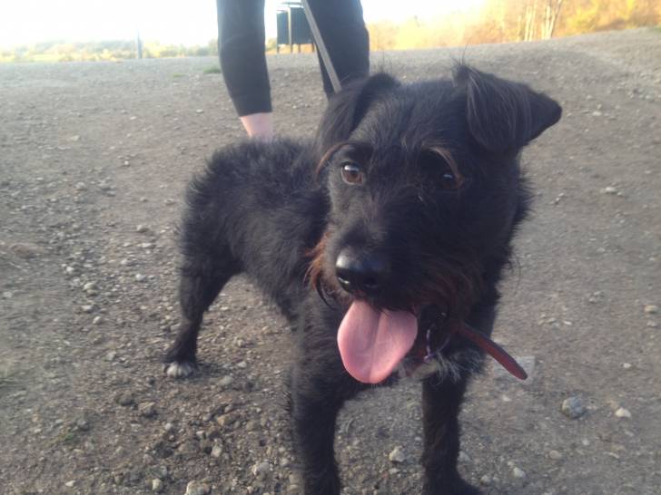 Paws - Patterdale Terrier Mâle (4 ans)