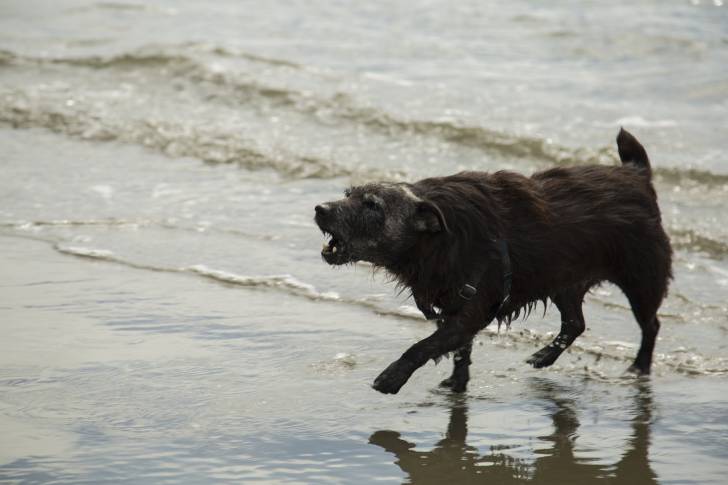 Photo Patterdale Terrier