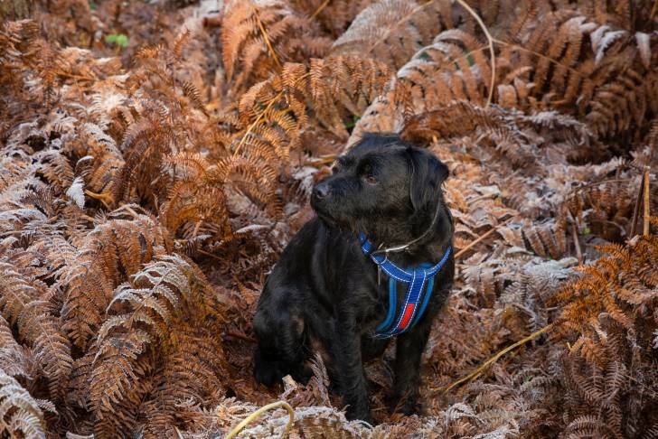 Photo Patterdale Terrier