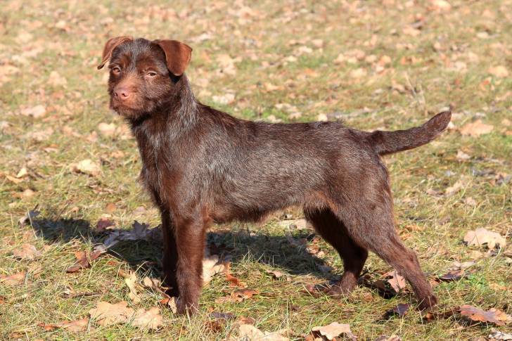 Photo Patterdale Terrier