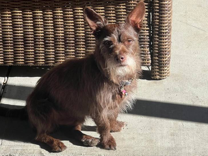 Un Patterdale Terrier assis sur une surface bétonnée et portant un collier autour du cou