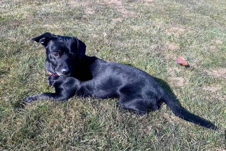 Un Patterdale Terrier allongé sur un terrain herbeux 