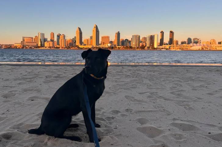 Un Patterdale Terrier assis sur une surface sableuse et qui est tenu en laisse 