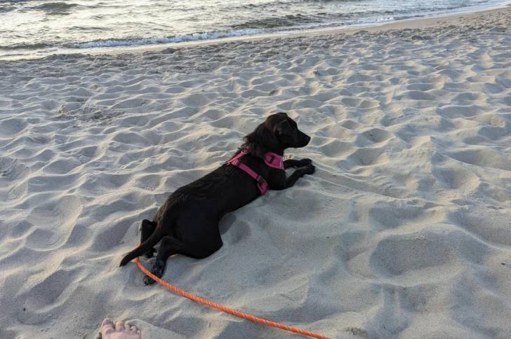 Un Patterdale Terrier allongé sur une surface sableuse et qui est tenu en laisse 