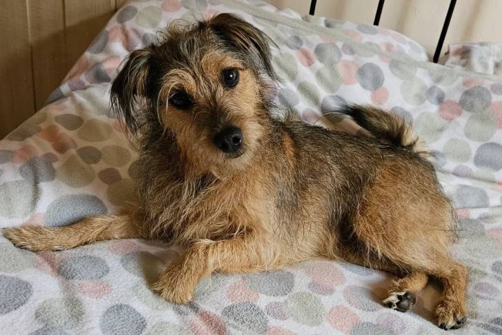 Un Patterdale Terrier allongé sur un lit et regardant vers la caméra 
