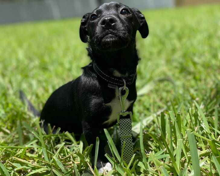 Un Patterdale Terrier assis sur une surface herbacée et qui est tenu en laisse 