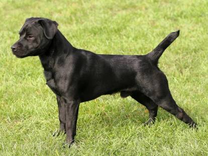 Photo Patterdale Terrier