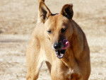 Photo American Dingo