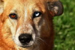 Yeux vairons - American Dingo