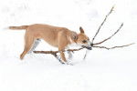 Photo American Dingo