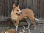 Photo American Dingo