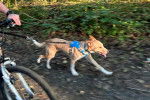 Un American Dingo portant un harnais et courant à côté d'un cycliste 
