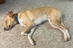 Un American Dingo allongé sur une moquette et portant un collier