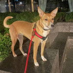 Un American Dingo portant un harnais et tenu en laisse