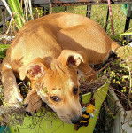 Un American Dingo allongé sur un pot de fleur