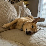 Un American Dingo allongé sur un lit