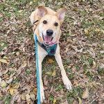 Un American Dingo sur une surface pleine de feuilles mortes portant un harnais et tenu en laisse