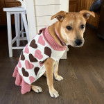 Un American Dingo assis sur un plancher en bois et portant un pull-over pour hien