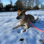 Un American Dingo allongé sur une surface enneigée et tenu en laisse
