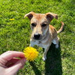 Un American Dingo assis sur un terrain herbeux et portant un collier autour du cou