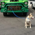 Un American Dingo assis sur un sol bétonné et tenu en laisse