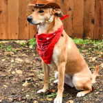 Un American Dingo assis dans un enclos portant un foulard et un chapeau sur la tête