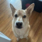 Un American Dingo assis sur un parquet