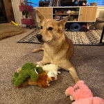 Un American Dingo allongé sur une moquette