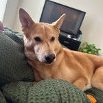 Un American Dingo allongé sur une couverture