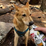 Un American Dingo assis portant un harnais et semblant s'hydrater 