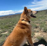 Un American Dingo assis sur une surface herbeuse et portant un collier autour du cou