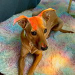 Un American Dingo allongé sur un tapis