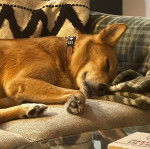 Un American Dingo allongé sur un canapé et portant un collier autour du cou