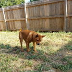Un American Dingo sur un terrain herbeux