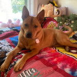 Un American Dingo allongé sur un lit et portant un collier au cou