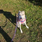Un American Dingo assis sur un terrain herbeux portant un harnais et tenu en laisse