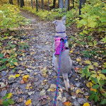 Un American Dingo assis sur un sentier