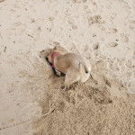 Un American Dingo reniflant le sol