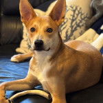 Un American Dingo allongé sur un canapé