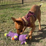 Un American Dingo sur un terrain herbeux et portant un harnais