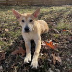 Un American Dingo allongé sur un terrain herbeux