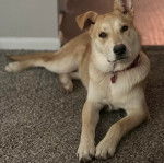 Un American Dingo allongé sur une moquette et regardant vers la caméra