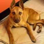 Un American Dingo allongé sur une couverture 