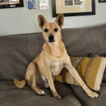 Un American Dingo assis sur un canapé