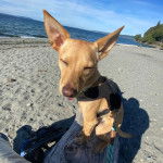 Un American Dingo assis sur un morceau de bois