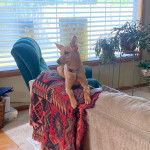 Un American Dingo allongé sur un canapé